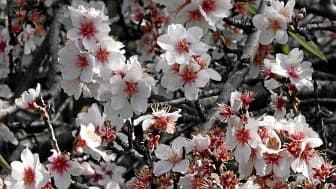 Almond blossom at Tamaimo.